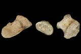Composite Hadrosaur Toe - Alberta (Disposition #-) #129789-2